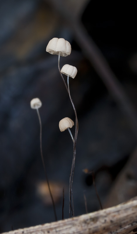 Marasmius limosus